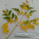 ENCARNACION FERRANDIS AGUILO