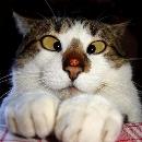 Antonio Contreras Buenavista