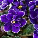 Flor Violeta Salamanca