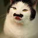 Josué Araníbar Flores