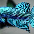 Cristian  Echeverria