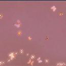 KATERIN YULIETH GUTIERREZ PEREZ