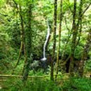 foncova -