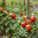 Quentin Cueff