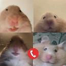 Lapanahamster UwUxD