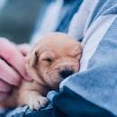 estudiantepecuecosocareverga chucha asul