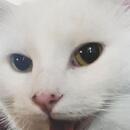 pepe la rana