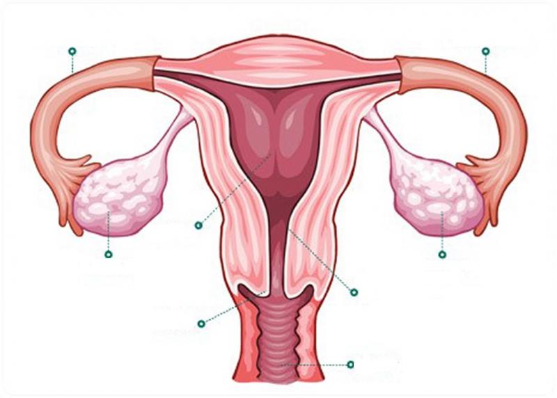 anatomía del útero