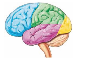 nombres de las partes del cerebro humano