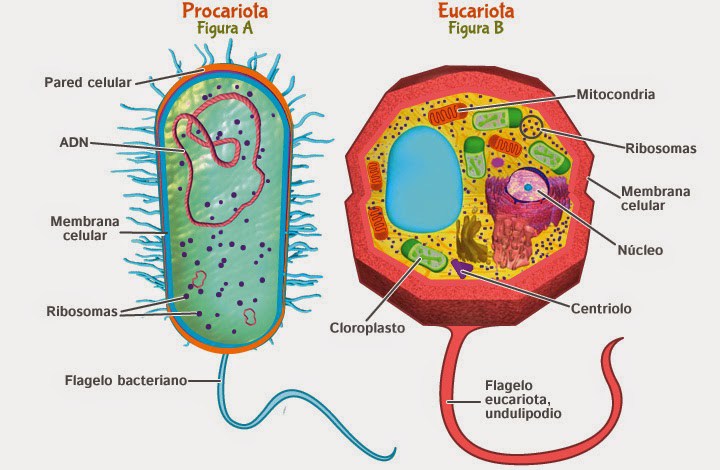 Quiz Origen De La Celula Biologia