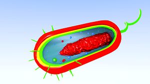 El nucleoide no solo es un portador inactivo del material genético (cromosoma bacteriano). Además junto a la acción de proteí