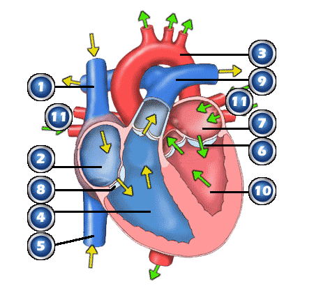 partes del corazón etiquetadas