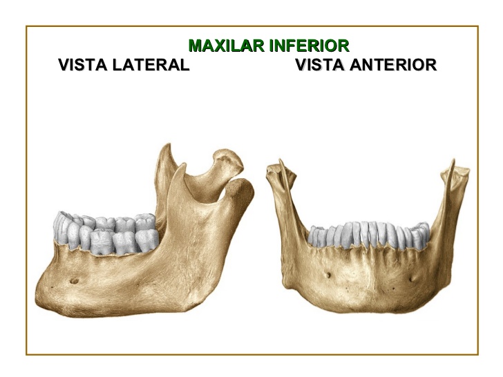 Map Quiz: Mandibula (imesap - mandibula - huesos)