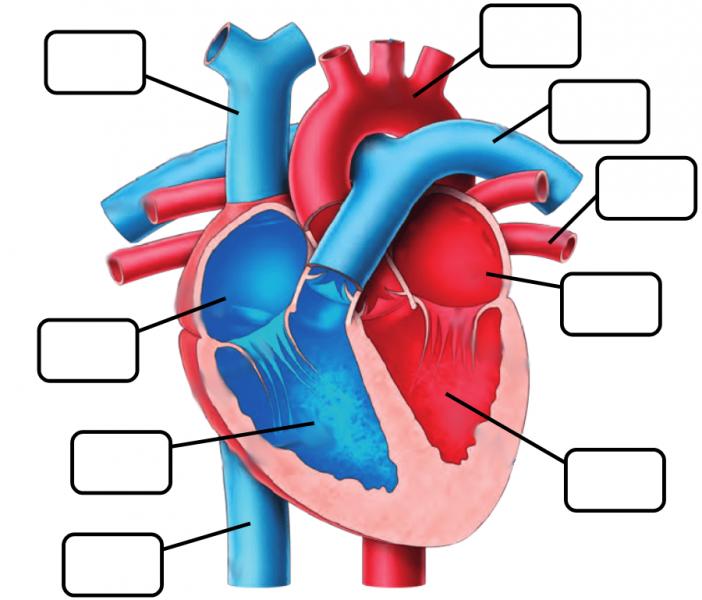 partes del corazon