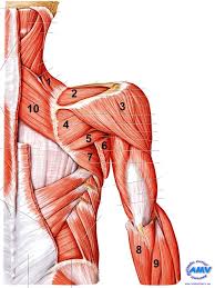 SOLUTION: Músculos de la cintura escapular - Studypool