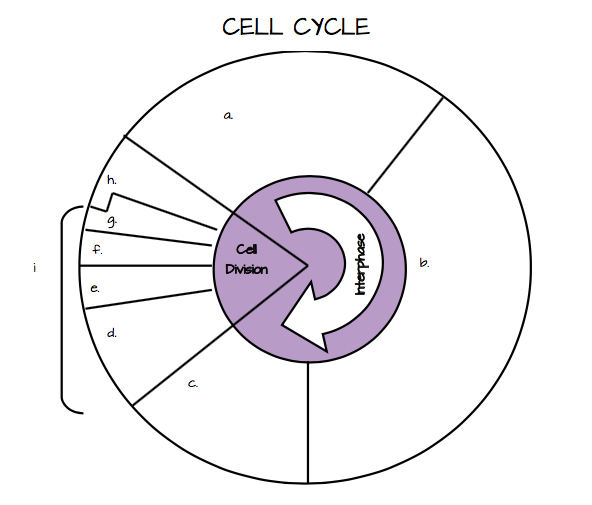 cell cycle diagram