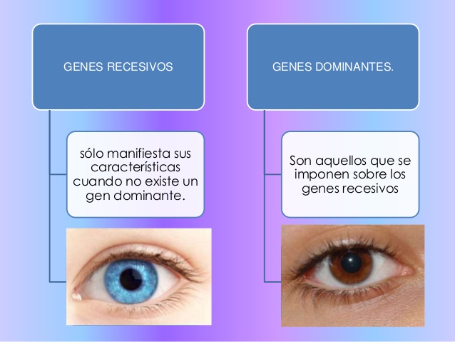 genes recesivos