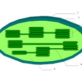 Print Matching Pairs: Organulos Citoplasmaticos (organelos)