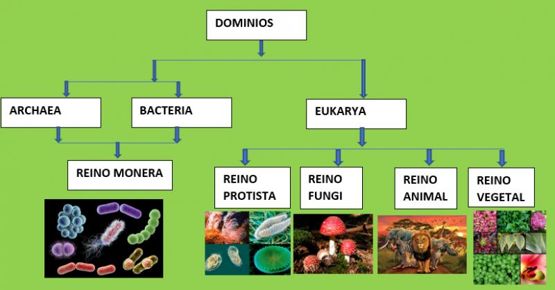 Slideshow: REINOS DE LA NATURALEZA (biología - 6º Secundaria ...