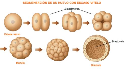 mórula blástula gástrula neurula