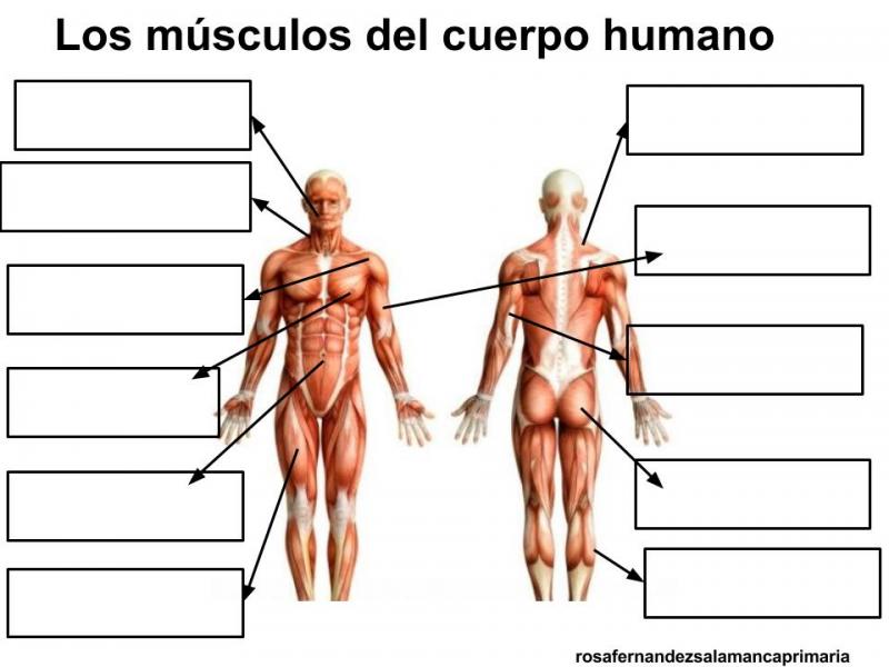 Body schema