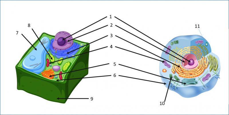 Print Map Quiz 4 5 Animal Vs Plant Cell Animal Cell