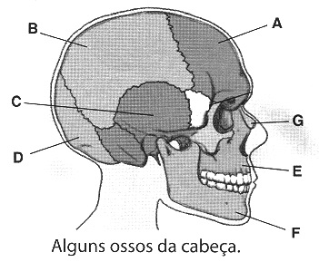 Crânio - Ossos e acidentes ósseos Quiz