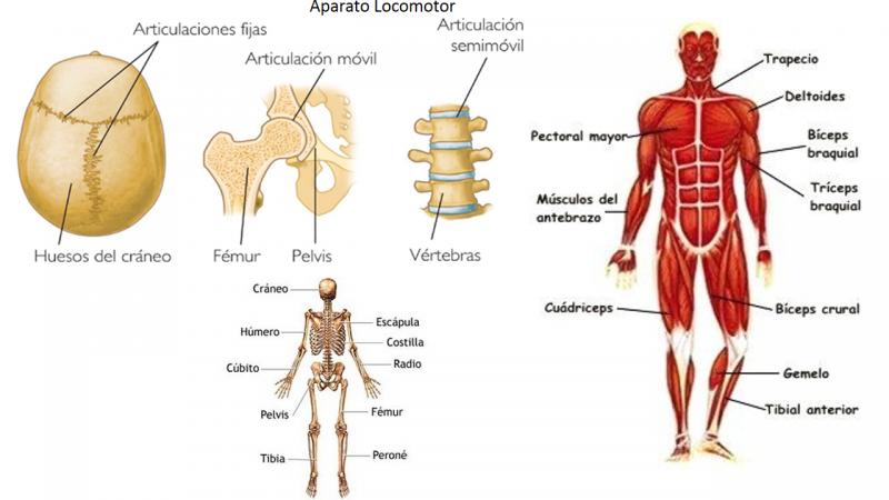 biologia del sistema organico