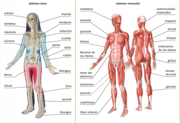 Где есть система. Locomotor System. Вфvriy sistema. Sistema de Richer анатомия. Предложение со словом muscular.