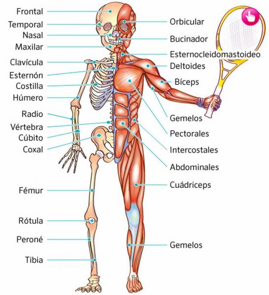 Print Map Quiz: sistema locomutor (biología - 1º bachillerato