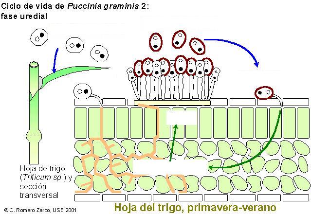 Print Map Quiz: Puccinia fase 2 (botánica i - micología - basidiomicetos)