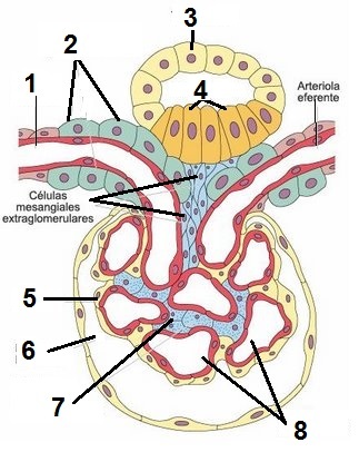 aparato yuxtaglomerular