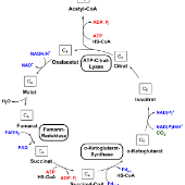 Print Matching Pairs: Rutas metabólicas (biología)