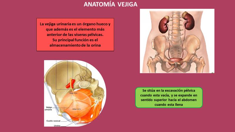 anatomía de la vejiga