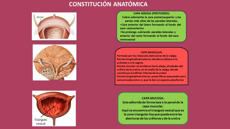 anatomía de la vejiga