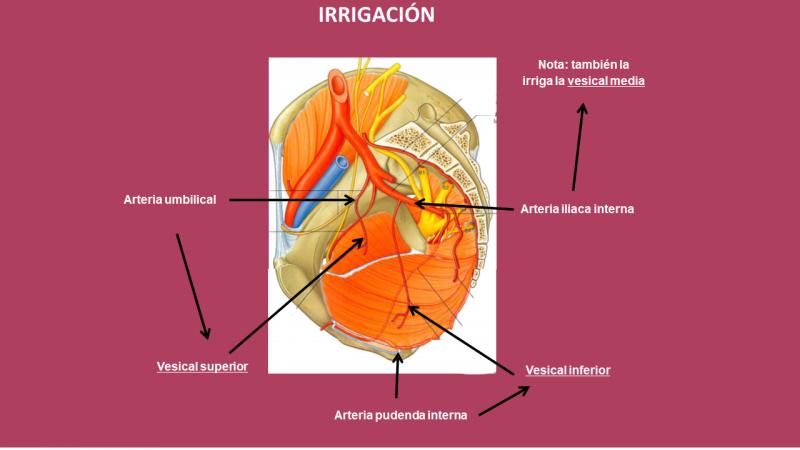 anatomía de la vejiga