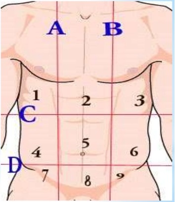 diagrama de órganos de cuadrantes abdominales