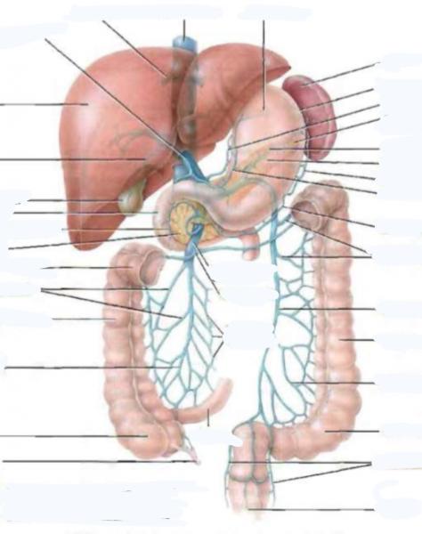 vena porta hepática hígado