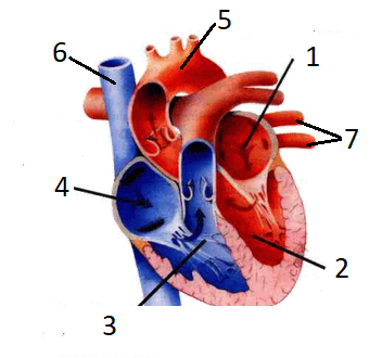 ANATOMIA DO CORAÇÃO Quiz