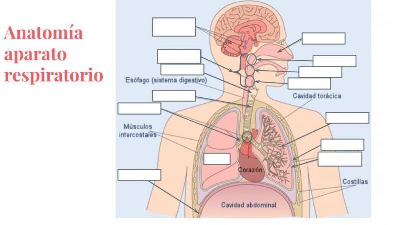 Sistema respiratorio: Anatomía y funciones