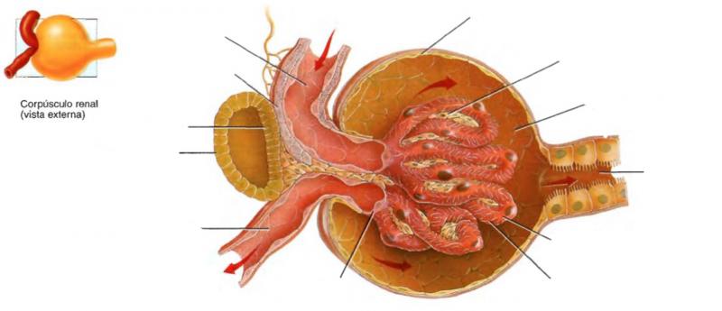 diagrama del corpúsculo renal