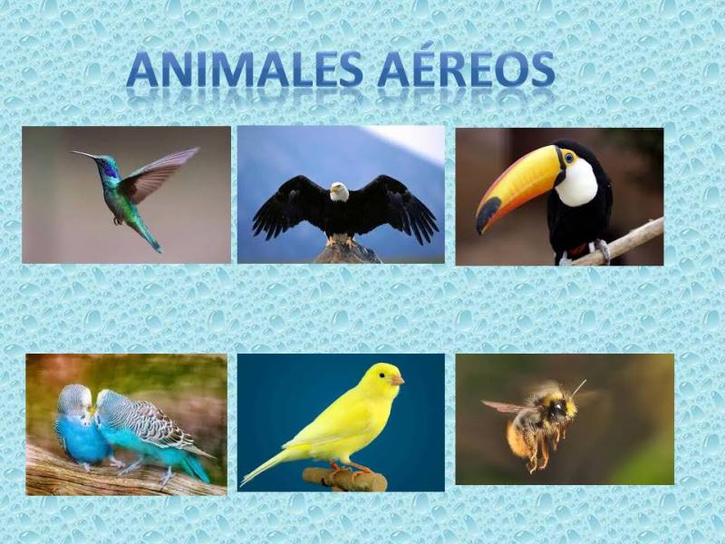 Map Quiz: Animales Aereos (biología - Primer grado - Preescolar ...