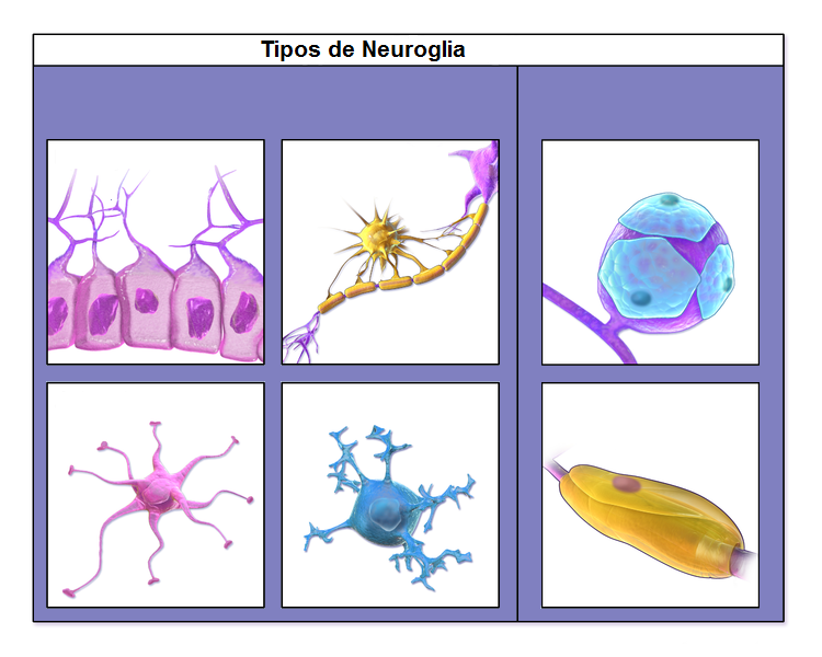 función de las células neurogliales