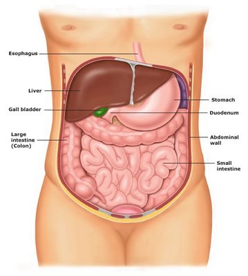 cavidades y órganos del cuerpo