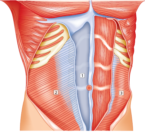 capas anatómicas de la pared abdominal