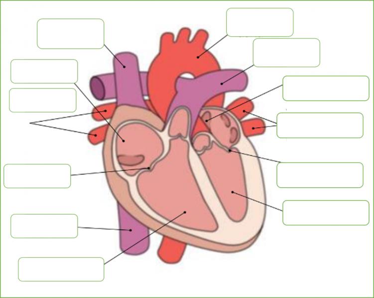 partes del corazón etiquetadas