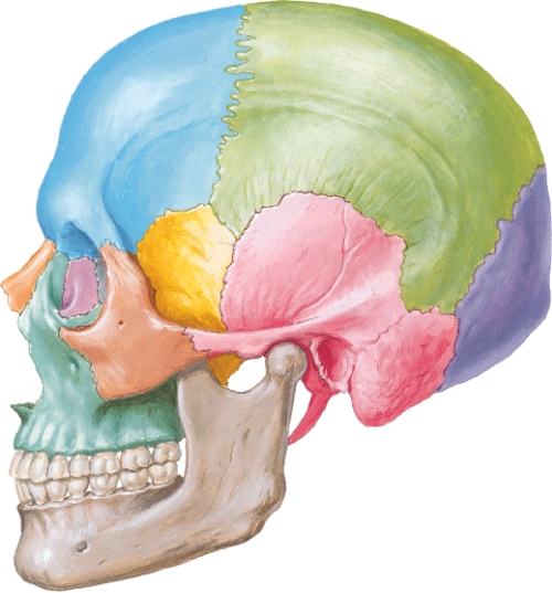 Print Map Quiz: Huesos cabeza (vista lateral) ()