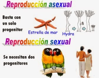 Print Quiz: Reproducción sexual y asexual (biología - Tercer grado -  Educación primaria - reproducción - ciencias naturales)