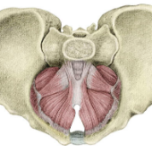 Print Matching Pairs: Músculos suelo de la pelvis (biología - músculos ...