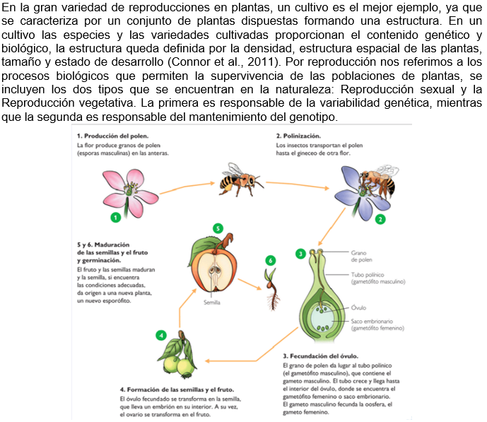 reproduccion asexual en humanos